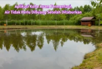 Manajemen Air Setelah Pemupukan Kohe Ayam Tambak Bandeng