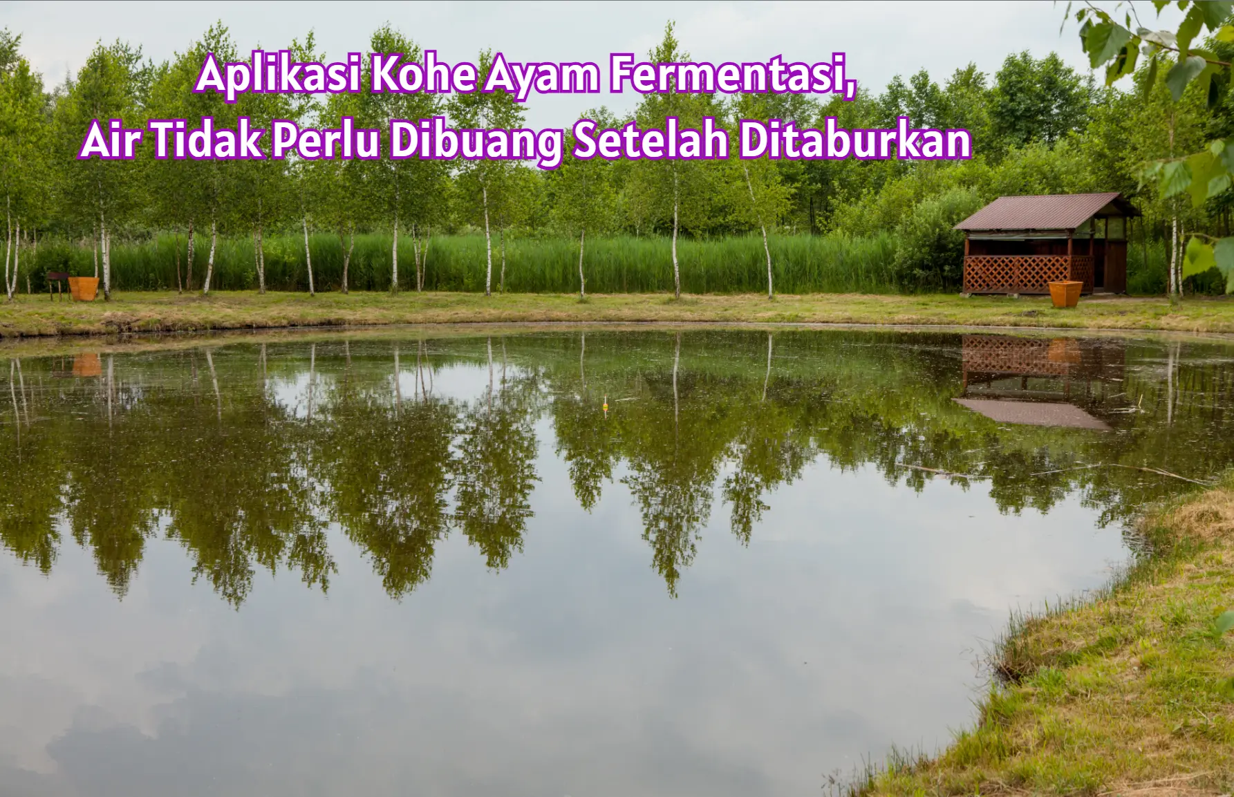 Manajemen Air Setelah Pemupukan Kohe Ayam Tambak Bandeng Manajemen Air Setelah Pemupukan Kohe Ayam Tambak Bandeng
