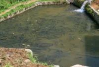 Ketinggian Air Tambak yang Baik Budidaya Ikan Bandeng