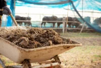 Analisis Efektivitas Kohe Ayam vs Sapi untuk Tambak Bandeng