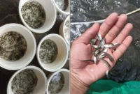 Aklimatisasi Ikan Bandeng: Cara Tebar Bibit Bandeng