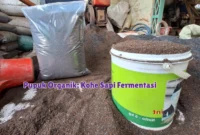 Nutrisi Perbandingan Kohe Ayam dan Sapi untuk Tambak Bandeng